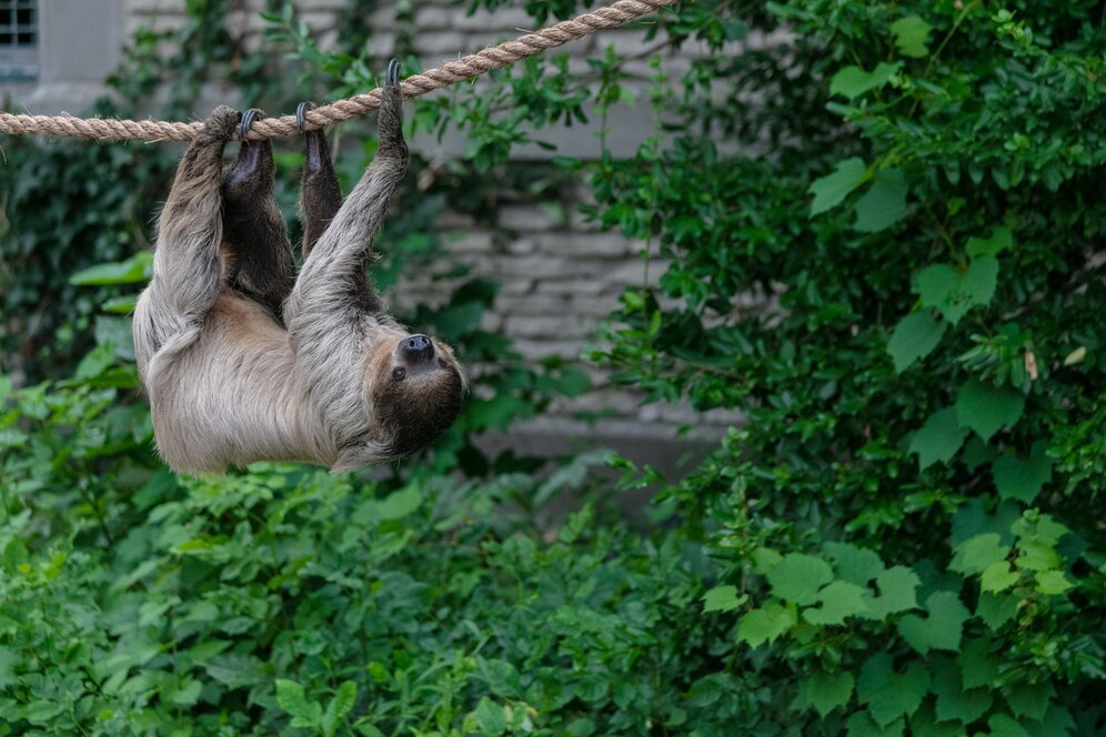 sloths territory